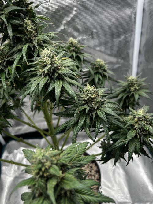 Wedding Gelato aka Ice Cream Cake. Week 13