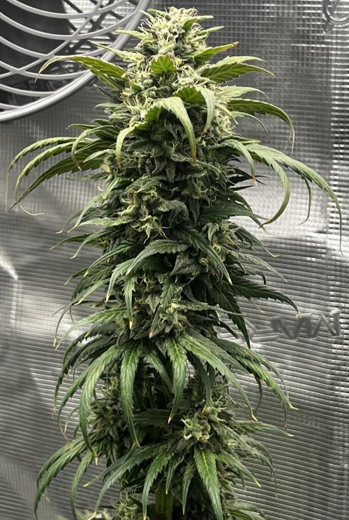 Wedding Gelato aka Ice Cream Cake. Week 13