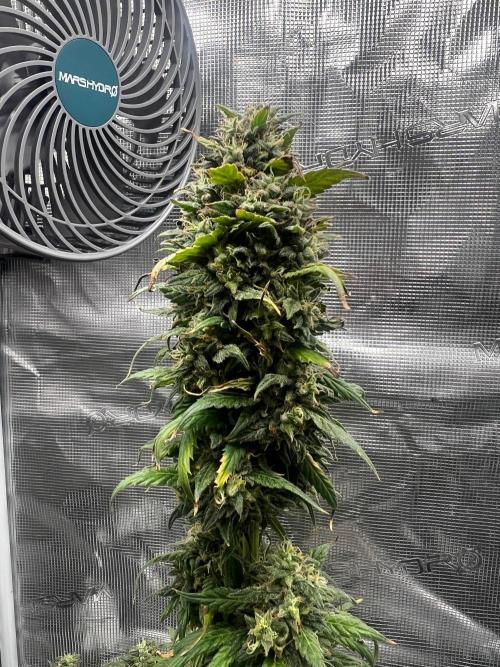 Wedding Gelato aka Ice Cream Cake. Week 14