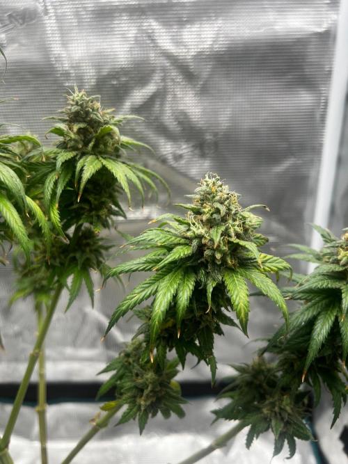 Wedding Gelato aka Ice Cream Cake. Week 14
