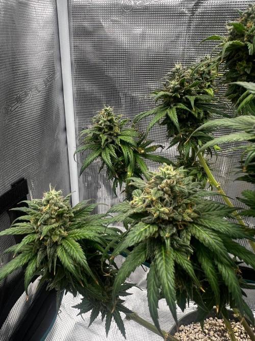 Wedding Gelato aka Ice Cream Cake. Week 14
