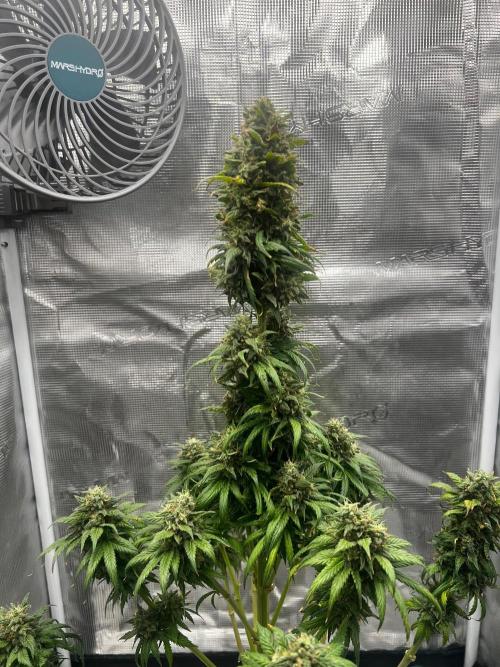 Wedding Gelato aka Ice Cream Cake. Week 14