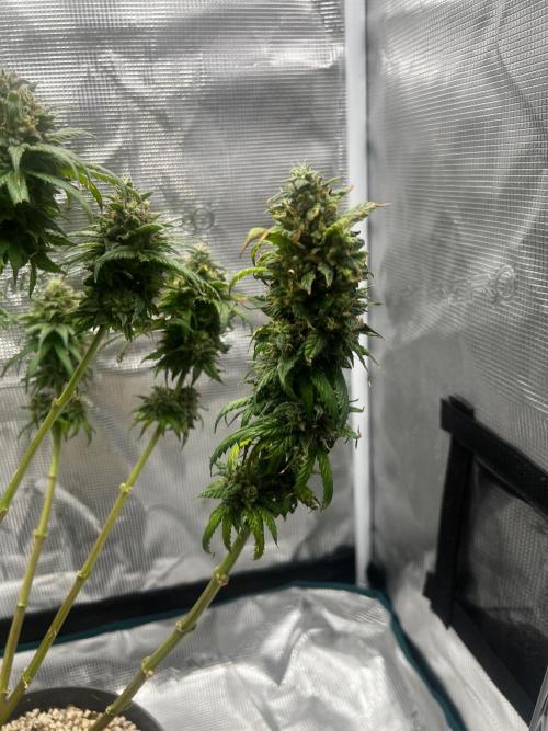 Wedding Gelato aka Ice Cream Cake. Week 14