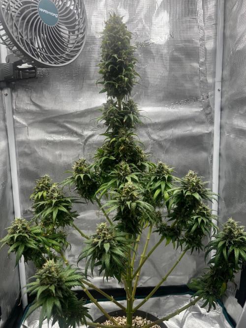 Wedding Gelato aka Ice Cream Cake. Week 14