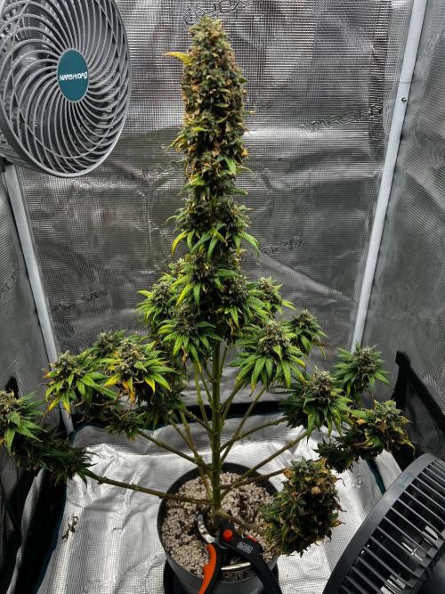 Wedding Gelato aka Ice Cream Cake. Week 15