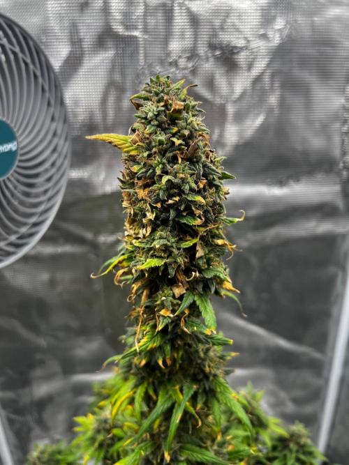 Wedding Gelato aka Ice Cream Cake. Week 15