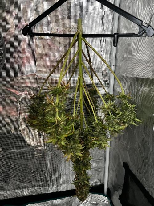 Wedding Gelato aka Ice Cream Cake. Week 15