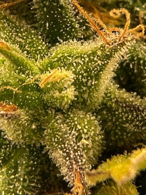 Wedding Gelato aka Ice Cream Cake. Week 15