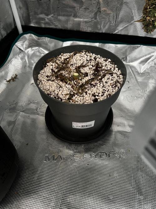 Wedding Gelato aka Ice Cream Cake. Week 15