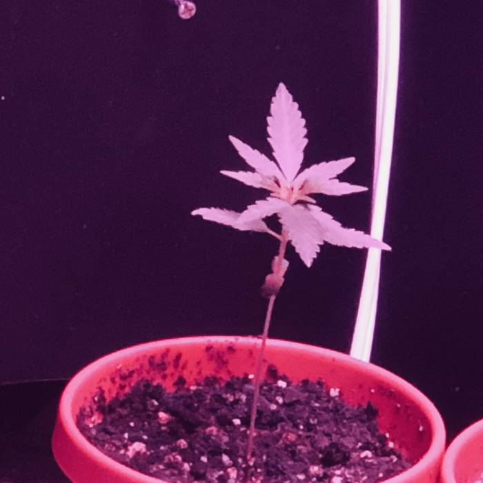 Lemon venom . Week 1