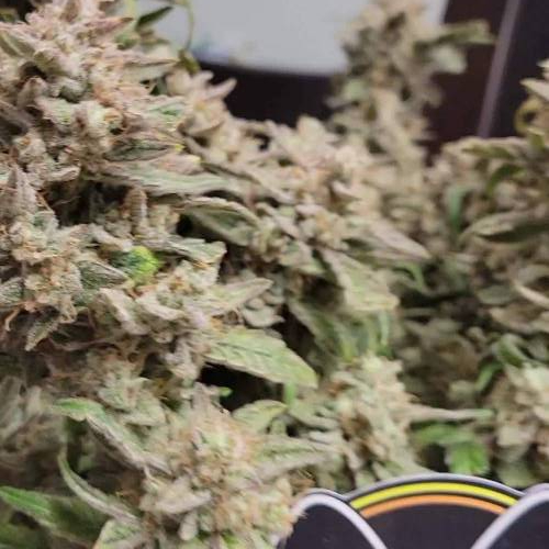1st MEPHISTO DOUBLE GRAPE!!!!!!!!!! NEW!