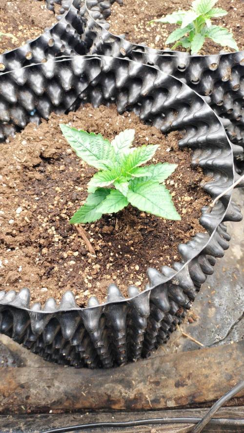 Txomango Winter Season 2025. Week 1 - Txomango - Flowering - Week 1 ( Root development process)