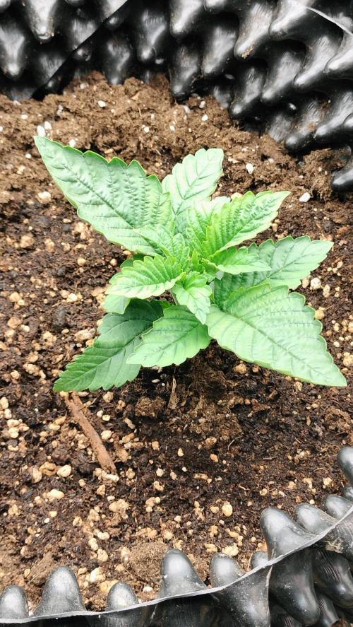 Txomango Winter Season 2025. Week 1 - Txomango (Ghenethik) - Flowering week 1