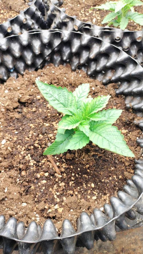 Txomango Winter Season 2025. Week 1 - Txomango spreading - Flowering week 1