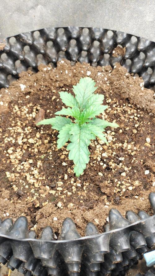 Animal Mints Cogolandia Bulk Winter 25. Week 1 - Animal Mints Bulk - Cogolandia - vegetation week 1