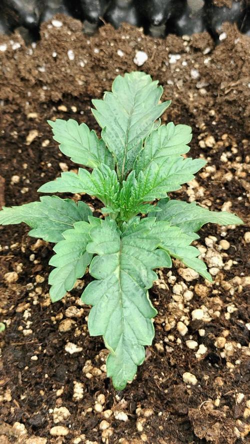 Animal Mints Cogolandia Bulk Winter 25. Week 1 - Animal Mints Cogolandia - Bulk - week 1 - vegetation