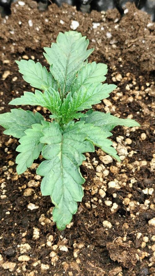 Animal Mints Cogolandia Bulk Winter 25. Week 1 - Animal Mints Cogolandia Bulk - 2X photo - Vegetation week 1