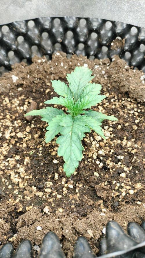 Animal Mints Cogolandia Bulk Winter 25. Week 1 - Animal Mints - Vegetation developing - watering week 1 - Vegetation