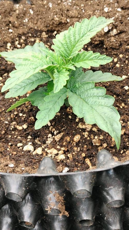 Apricot Candy- Paradise Seeds Bulk 2025. Week 1 - A very strong raise and develop on a vegetation early first week + Apricot Candy