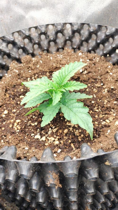 Apricot Candy- Paradise Seeds Bulk 2025. Week 1 - Apricot Candy (Bulk Paradise Seeds - vegetation week 1