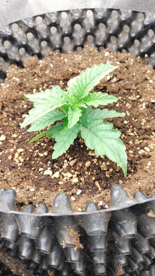 Apricot Candy- Paradise Seeds Bulk 2025. Week 1 - Apricot Candy enforcement on Paradise Seeds genetics - vegetation week 1