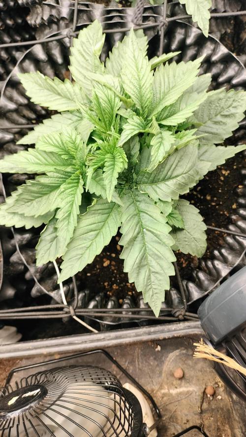 Txomango Winter Season 2025. Week 2 - Txomango (Ghenethik) - week 2 - Full vegetation