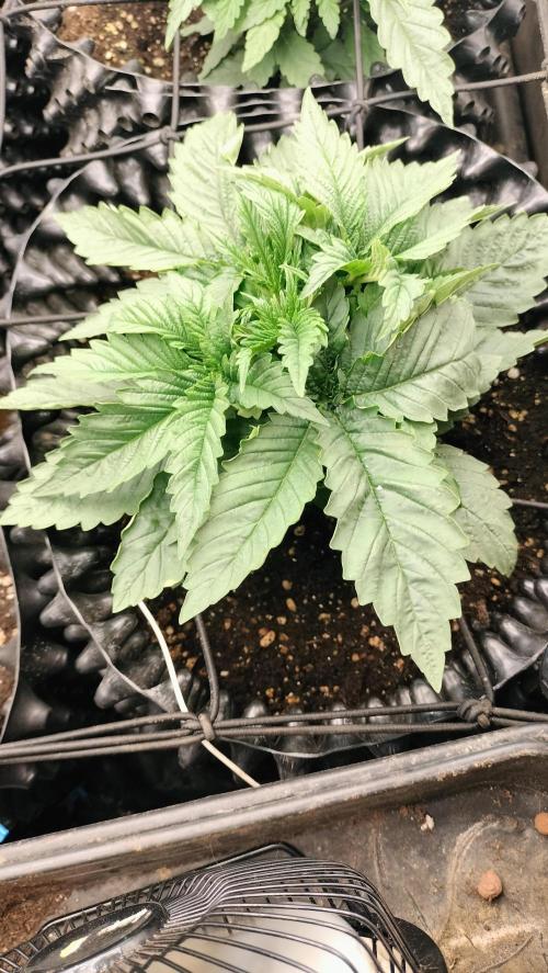 Txomango Winter Season 2025. Week 2 - Txomango - week 2 - Full vegetation cycle