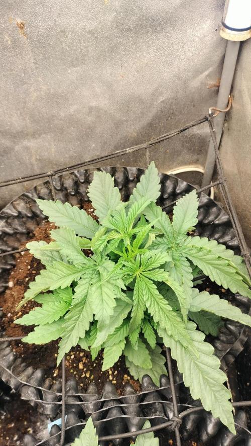 Apricot Candy- Paradise Seeds Bulk 2025. Week 2 - Apricot Candy (Paradise Seeds Bulk) vegetation week 2