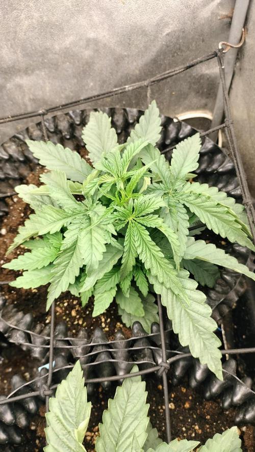 Apricot Candy- Paradise Seeds Bulk 2025. Week 2 - Apricot Candy developing. - week vegetation 2