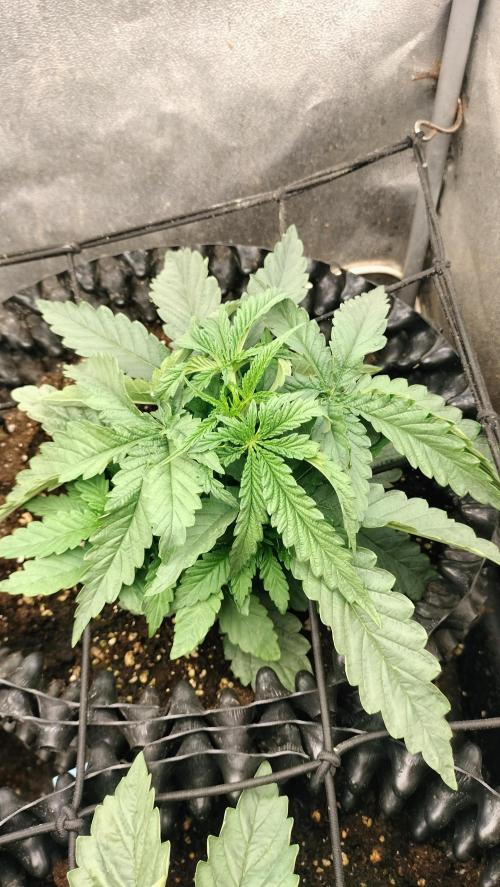 Apricot Candy- Paradise Seeds Bulk 2025. Week 2 - Sprouting Apricot Candy - week 2 vegetation 
