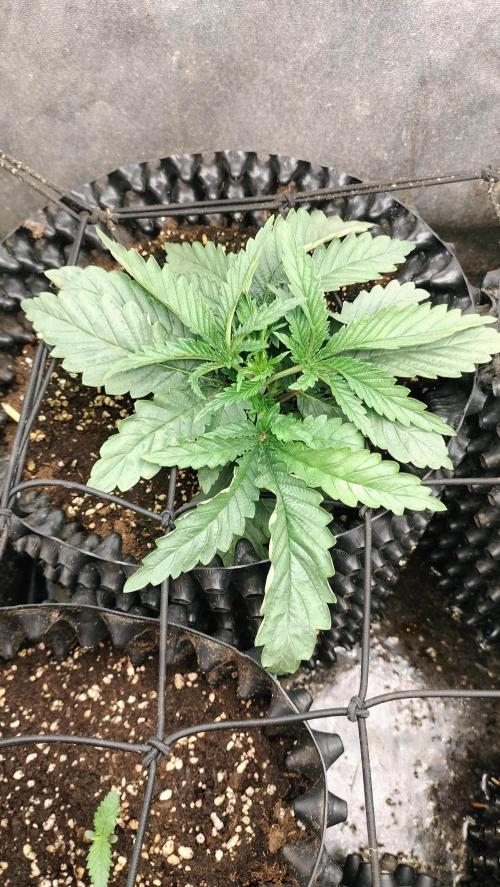 Animal Mints Cogolandia Bulk Winter 25. Week 2 - Animal Mints - vegetation week 2