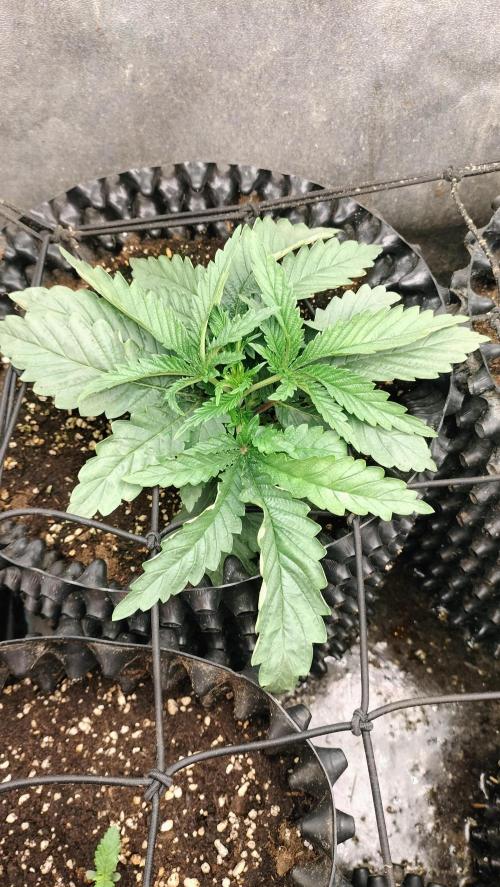 Animal Mints Cogolandia Bulk Winter 25. Week 2 - Animal Mints (Cogolandia bulk) - week 2 vegetation phase