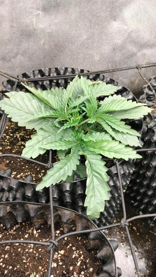 Animal Mints Cogolandia Bulk Winter 25. Week 2 - Animal Mints (Cogolandia) - week. 2.wwwk vegetation