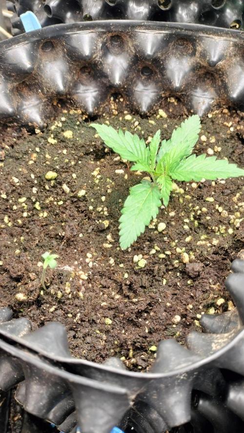 Fast Seeds Winter Season 2025. Week 0 - Sweet Skunk Fast (Sweet Seeds) / Critical Fast GB