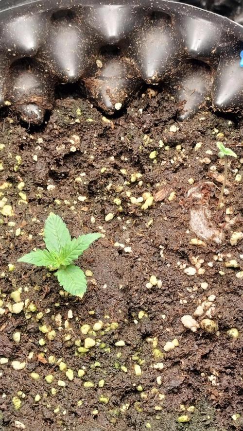 Fast Seeds Winter Season 2025. Week 0 - Critical Fast GB/ Cherry Pie Fast