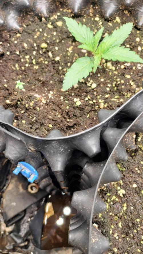 Fast Seeds Winter Season 2025. Week 0 - Set 1 - Critical Fast GB / Sweet Skunk Fast