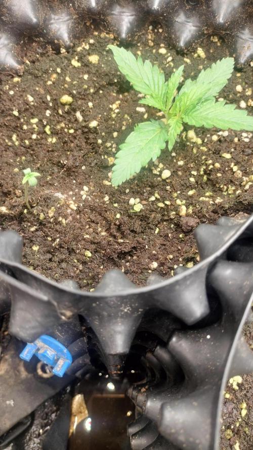 Fast Seeds Winter Season 2025. Week 0 - Set 2 - Cherry Pie Feast /Critical Fast GB