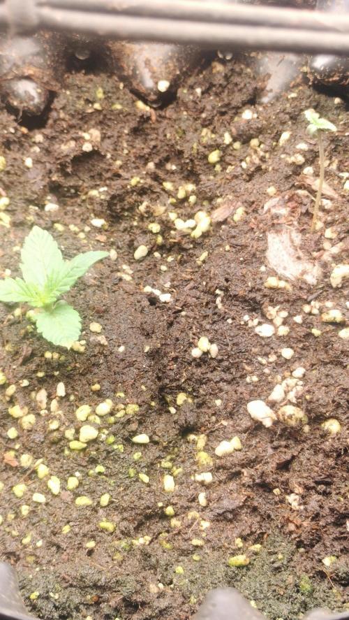 Fast Seeds Winter Season 2025. Week 0 - Sprouting start week