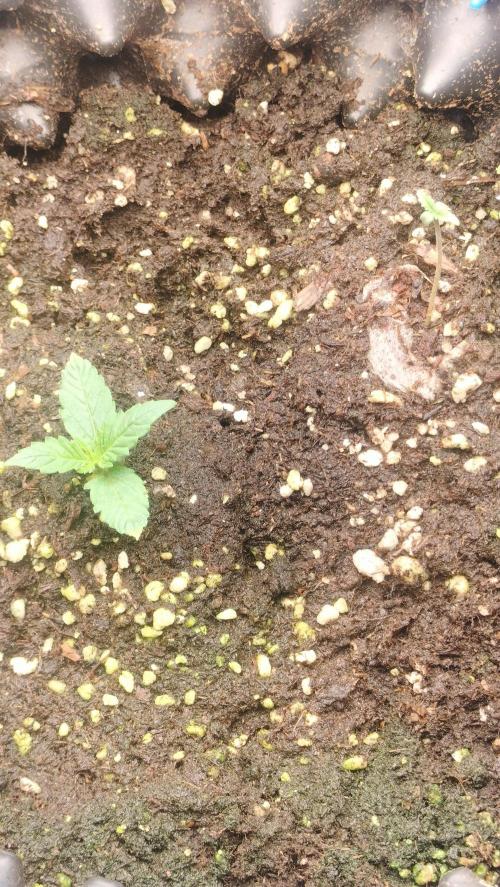 Fast Seeds Winter Season 2025. Week 0 - Sprouting start week