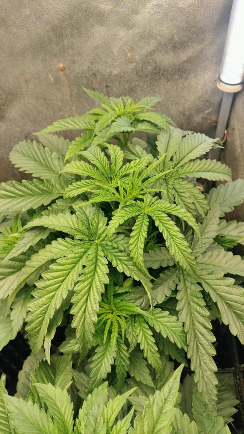 Apricot Candy- Paradise Seeds Bulk 2025. Week 3 - Apricot Candy - week 3 - Full vegetative phase