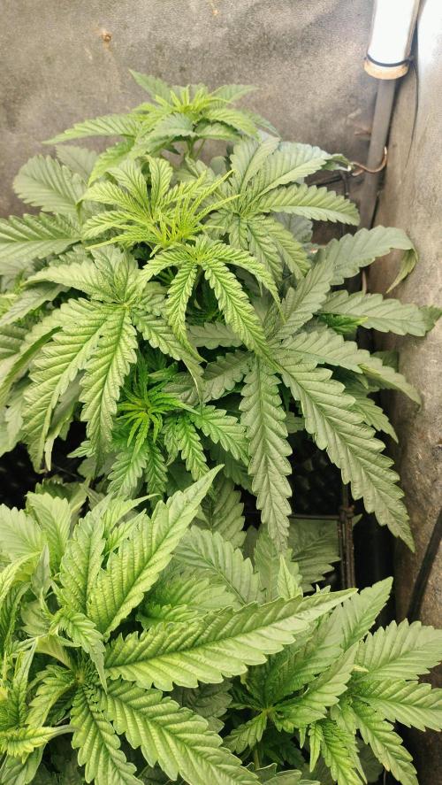 Apricot Candy- Paradise Seeds Bulk 2025. Week 3 - Apricot Candy - week 3 - exhuberant Fan leads plus internode side branching