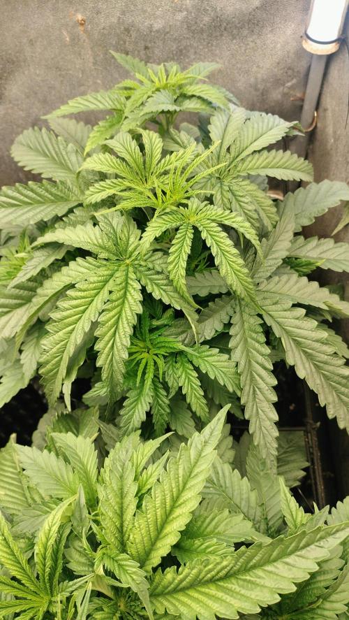 Apricot Candy- Paradise Seeds Bulk 2025. Week 3 - Apricot Candy - week 3 - Explosive growrh