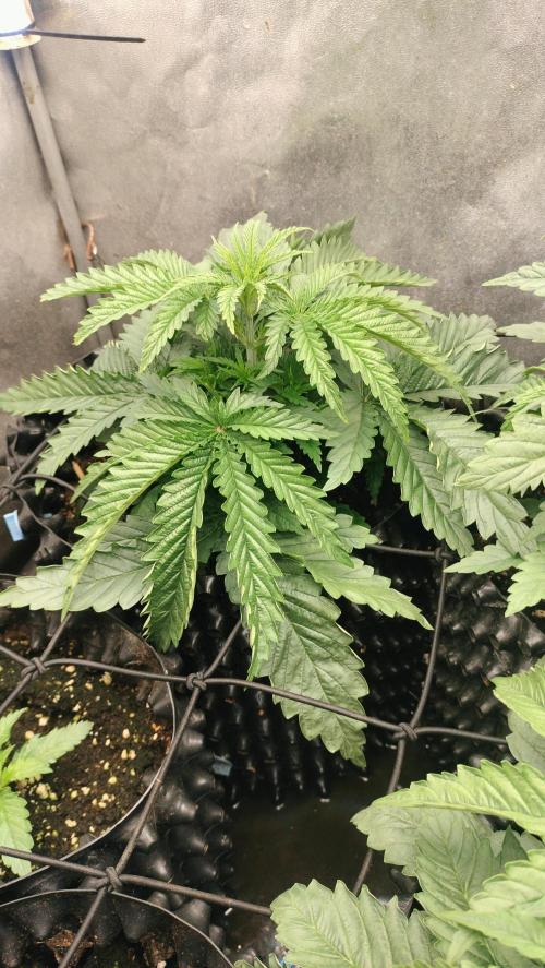 Animal Mints Cogolandia Bulk Winter 25. Week 3 - Animal Mints -  upper vegetative phase - week 3