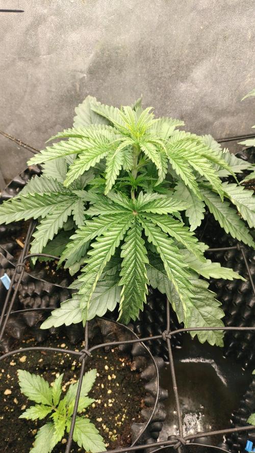 Animal Mints Cogolandia Bulk Winter 25. Week 3 - Animal Mints - vegetative phase progression - week 3