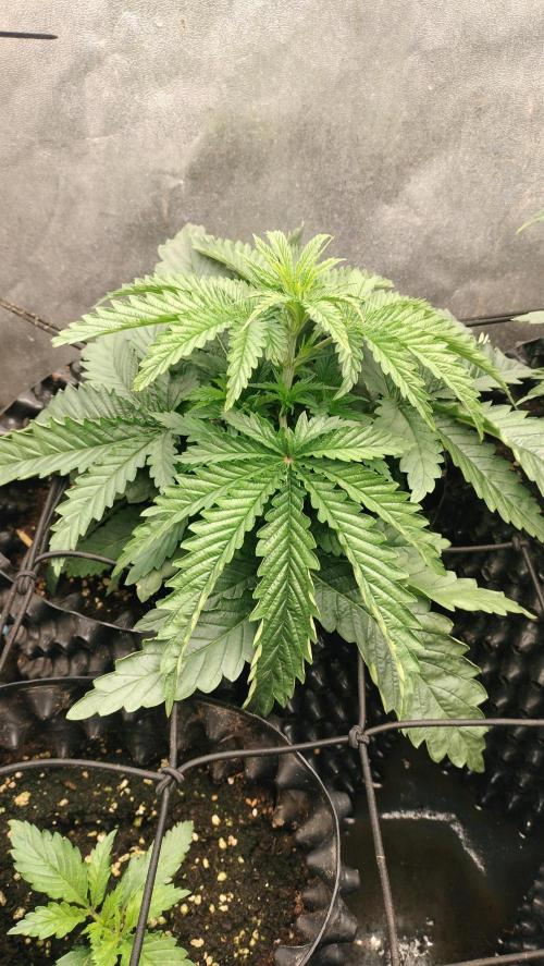 Animal Mints Cogolandia Bulk Winter 25. Week 3 - Animal Mints - vegetative phase -fan leaf stretching and growing side leafs node