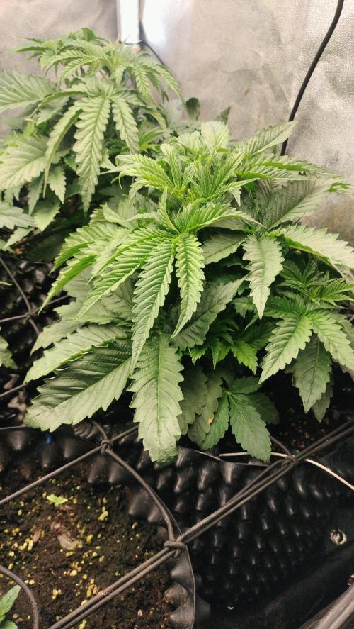 Txomango Winter Season 2025. Week 3 - Txomango - week 3. Enter full vegetation phase