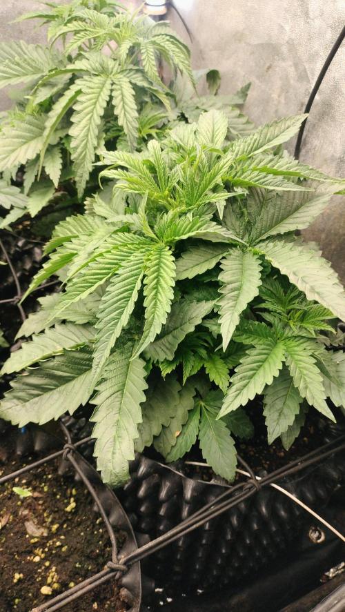 Txomango Winter Season 2025. Week 3 - Txomango (Ghenethik)... Wow... Amazing