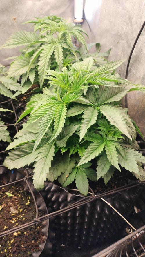 Txomango Winter Season 2025. Week 3 - Txomango - week 3 - full veg phase on high grow rate