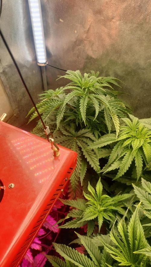 Animal Mints Cogolandia Bulk Winter 25. Week 4 - Animal Mints - early bloom phase and no more to say about perfection 