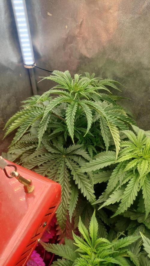 Animal Mints Cogolandia Bulk Winter 25. Week 4 - Animal Mints - blooming already announcing with knocking scent